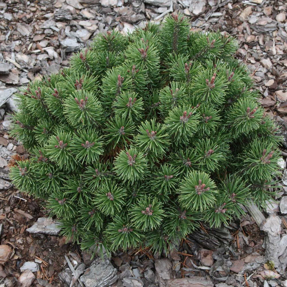 Pinus Mugo Litomysl