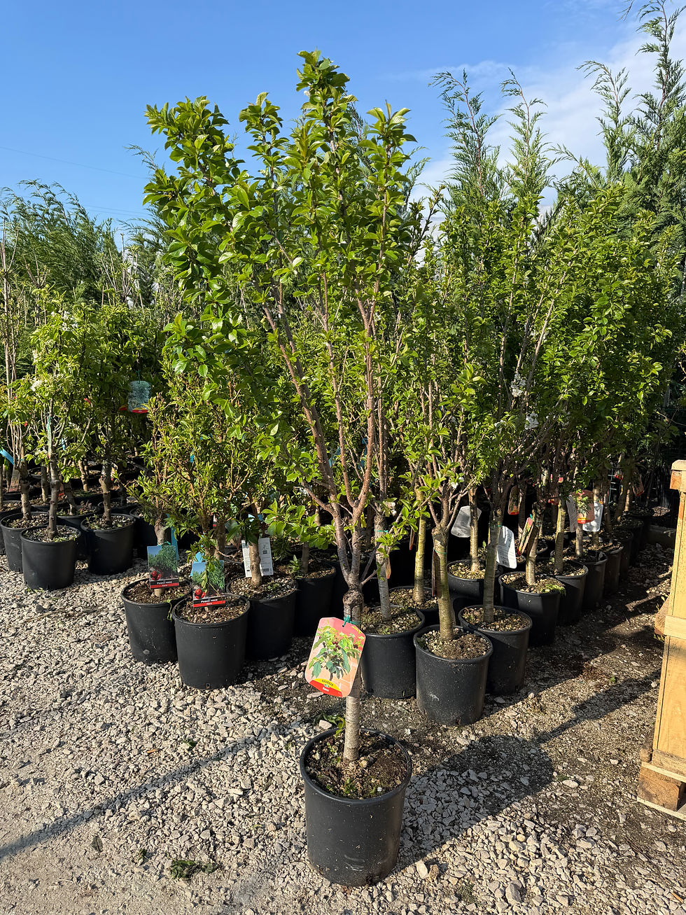 Thumbnail: Pomi columnari/pitici anul 5