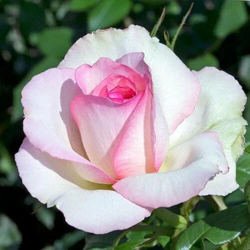 Thumbnail: Trandafiri tufă 