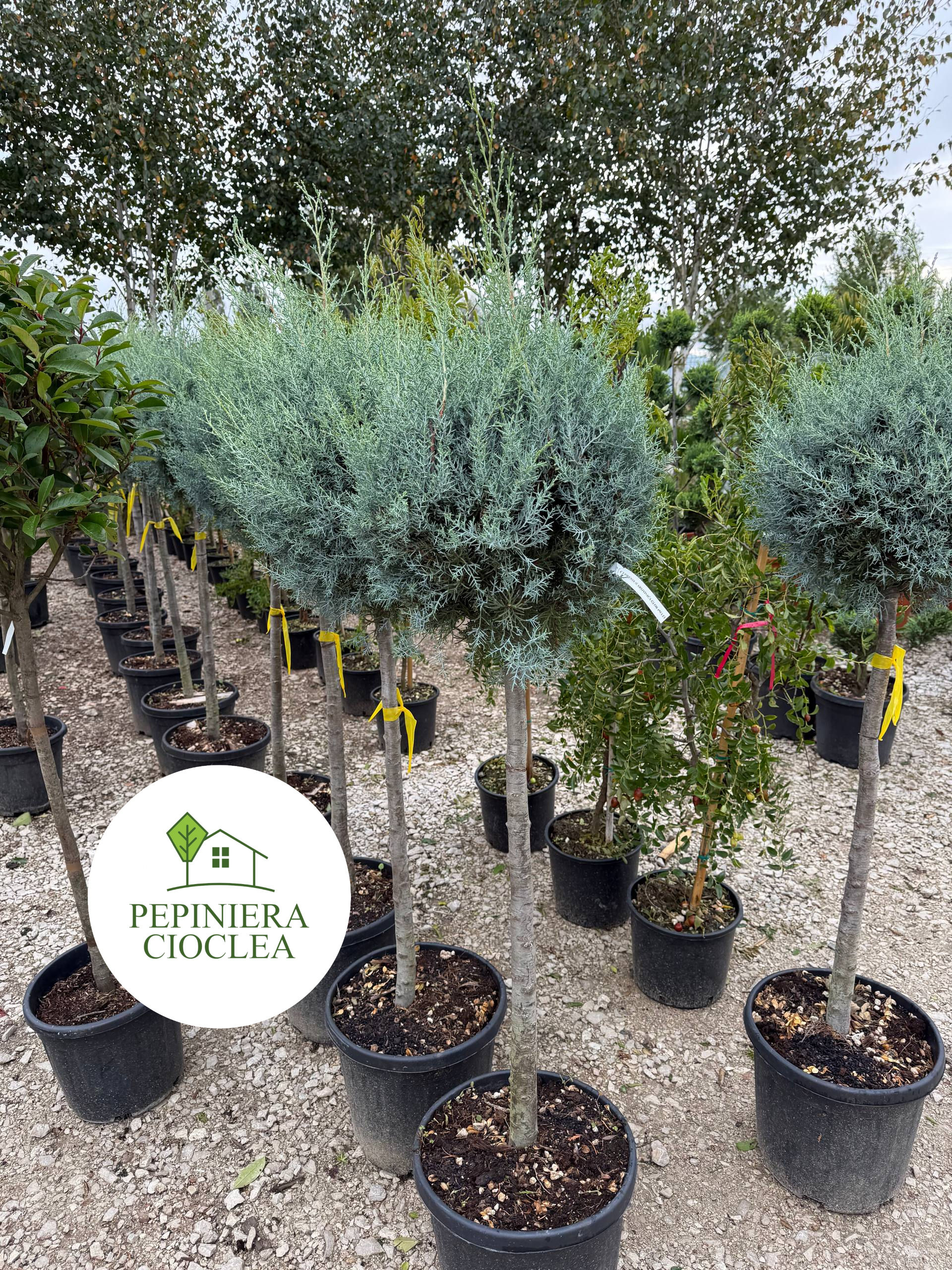 Cupressus Arizonica Glob