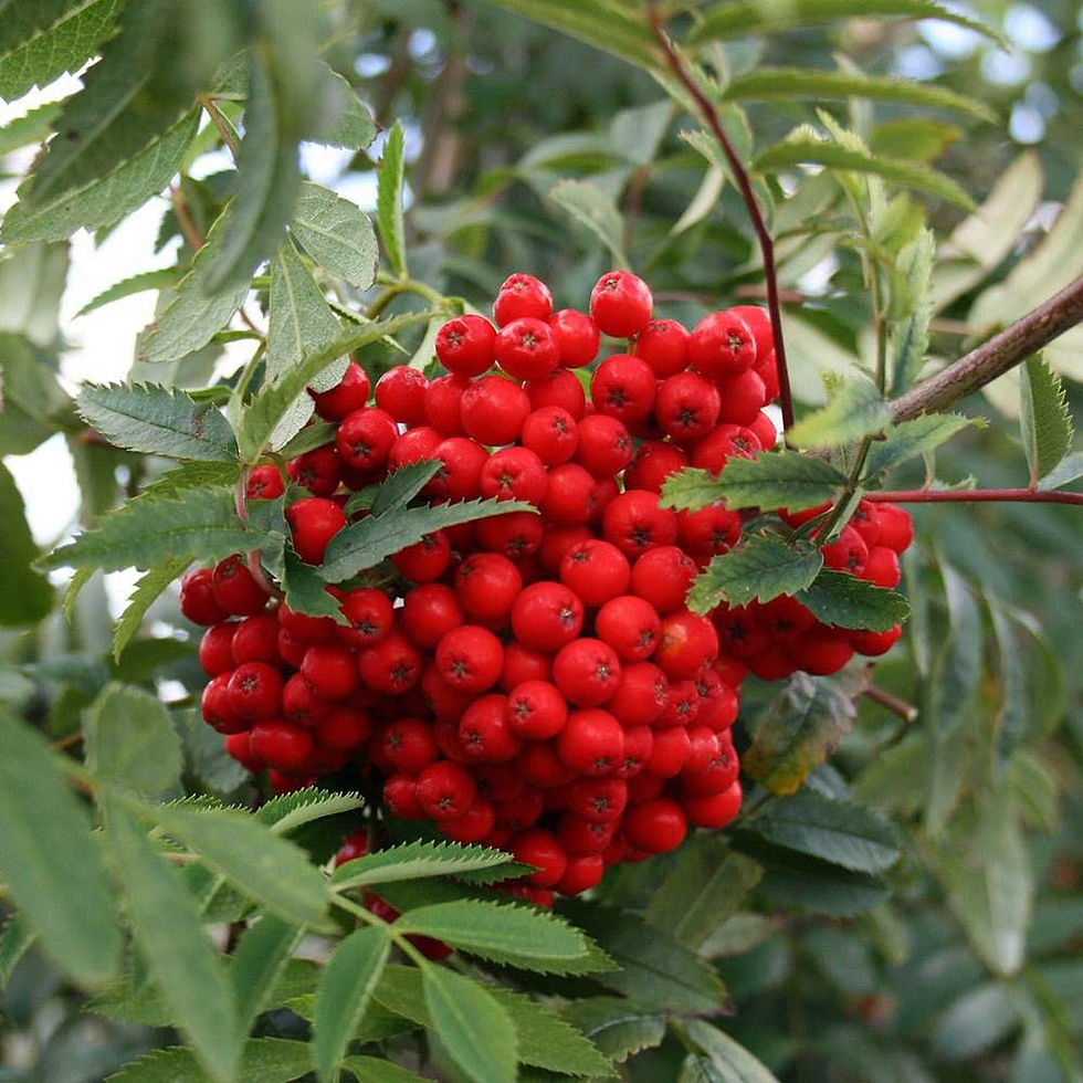 Thumbnail: Sorbus Aucuparia Glob 