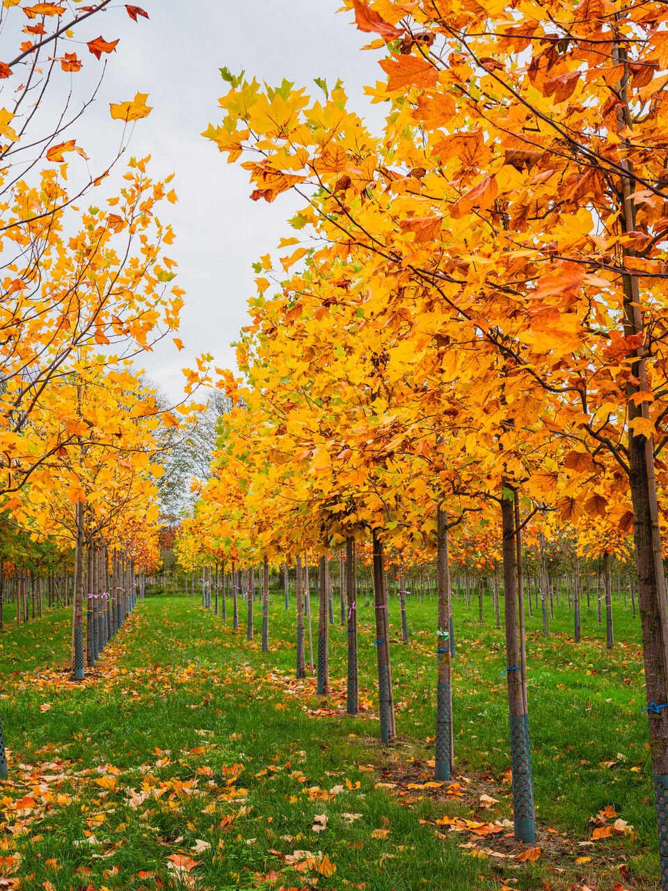 Thumbnail: Liriodendron Tulipifera (Arbore de lalea)