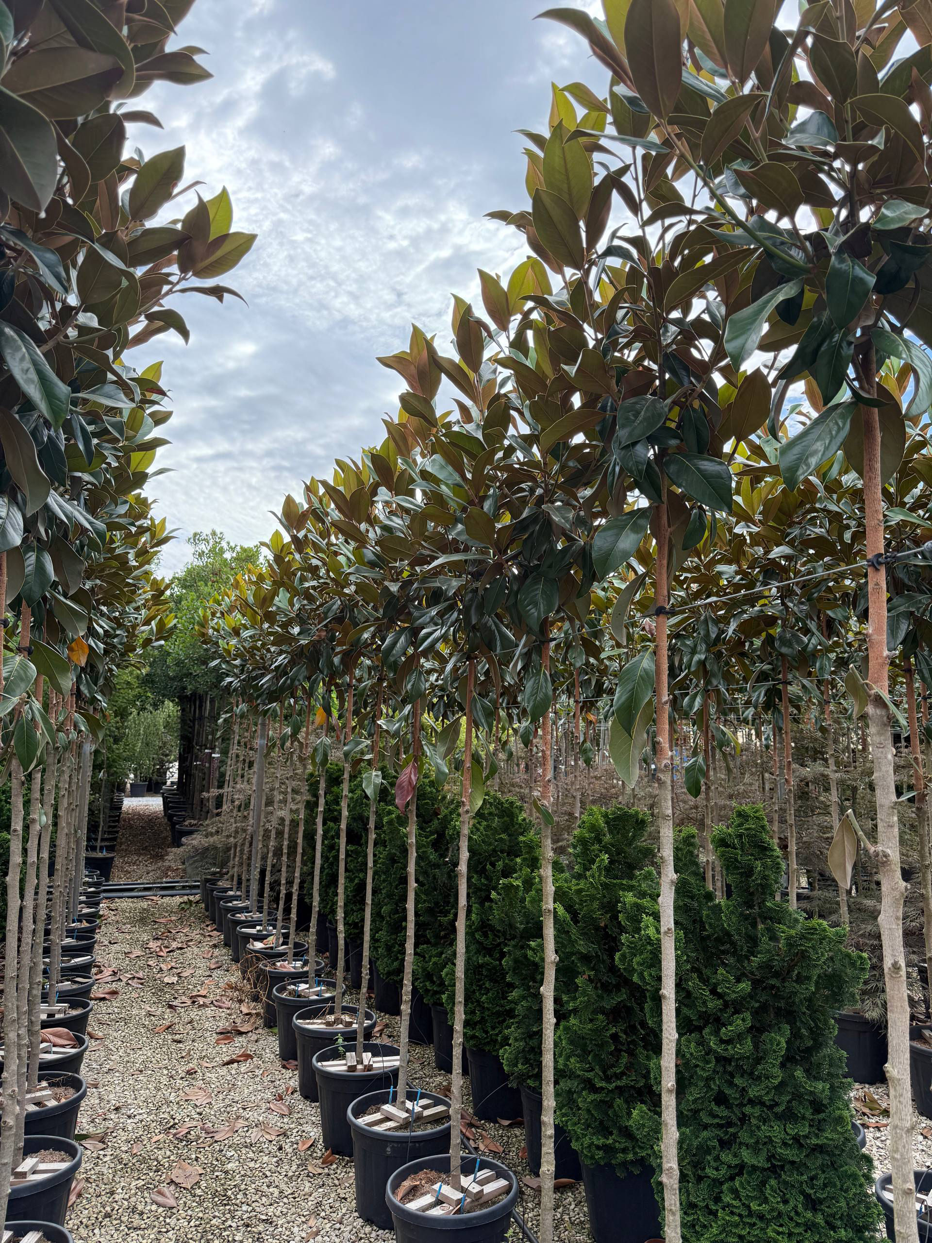Magnolia grandiflora 'Gallisoniensis'