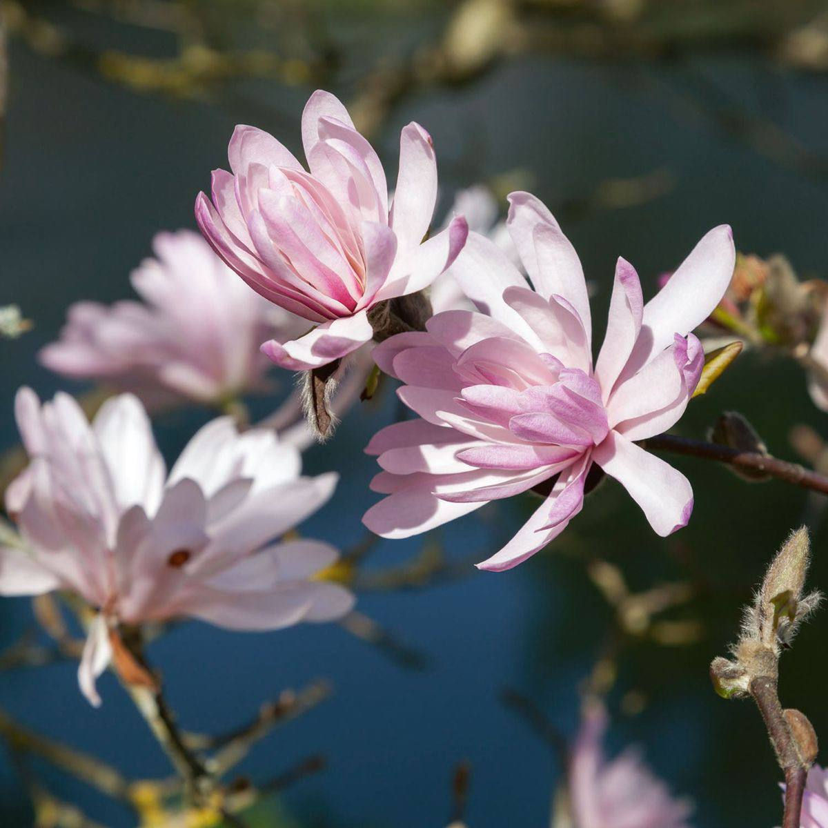 Magnolia stellata rosea