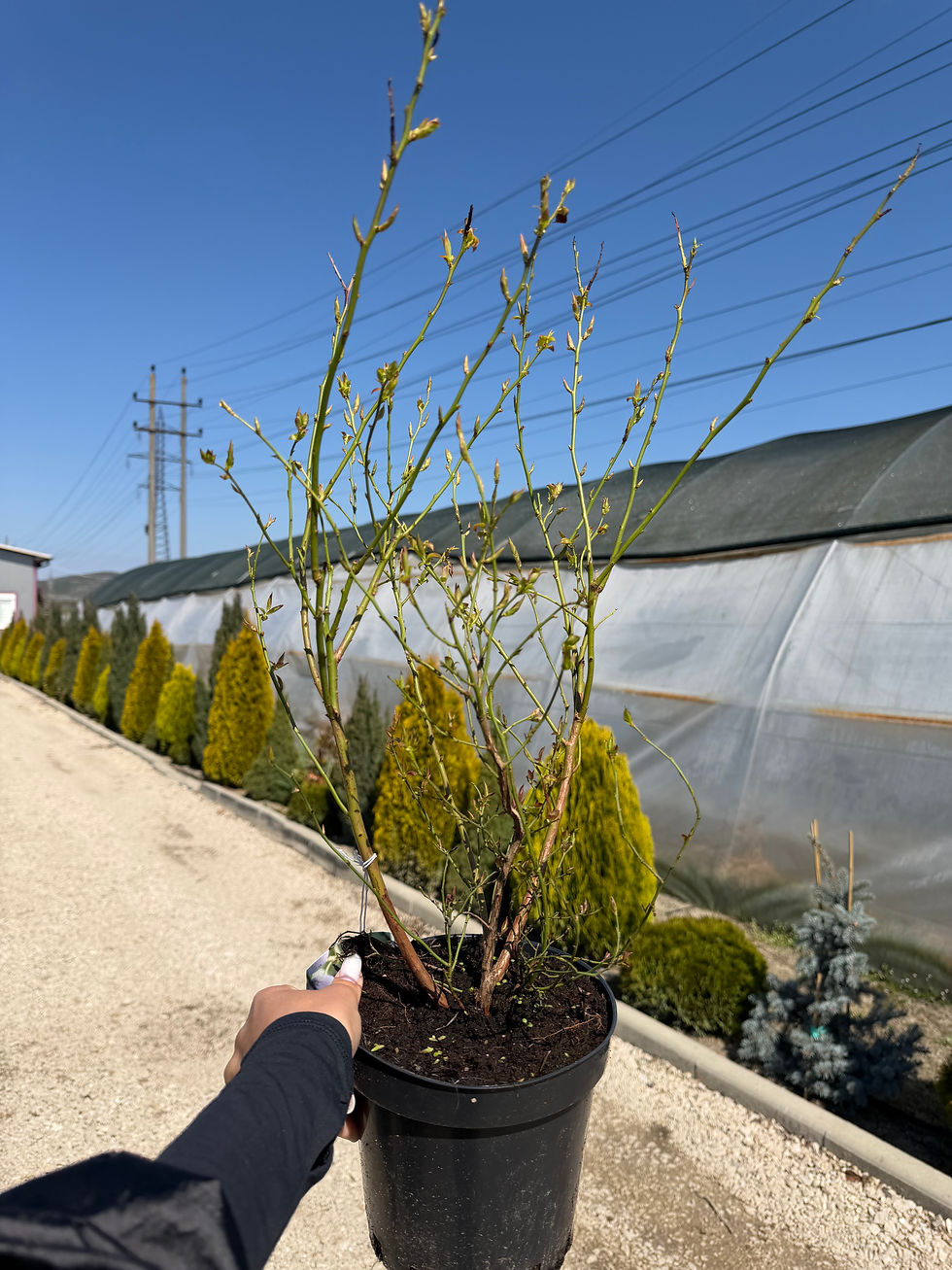 Thumbnail: Afin de cultură anul 4