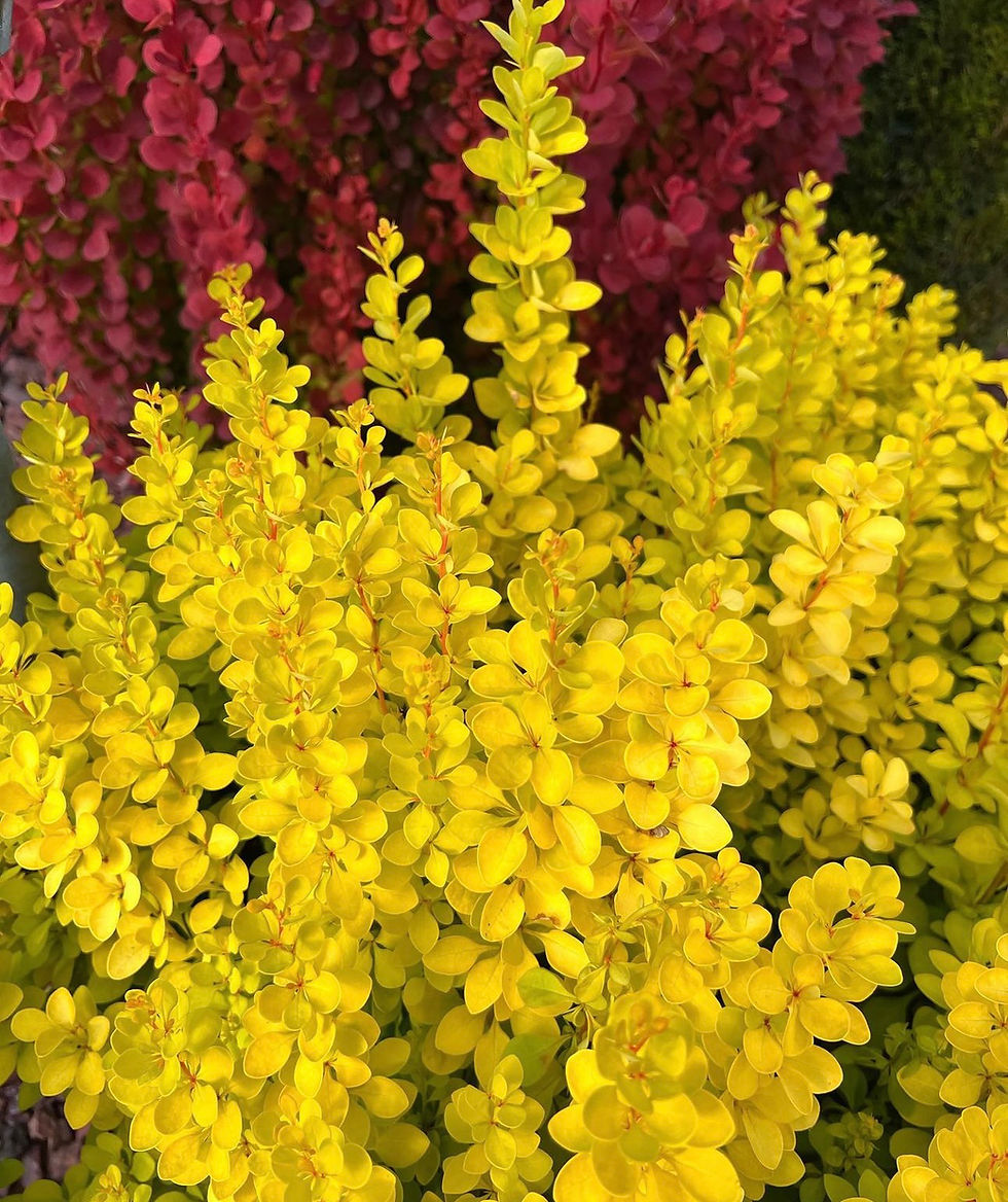 Thumbnail: Berberis