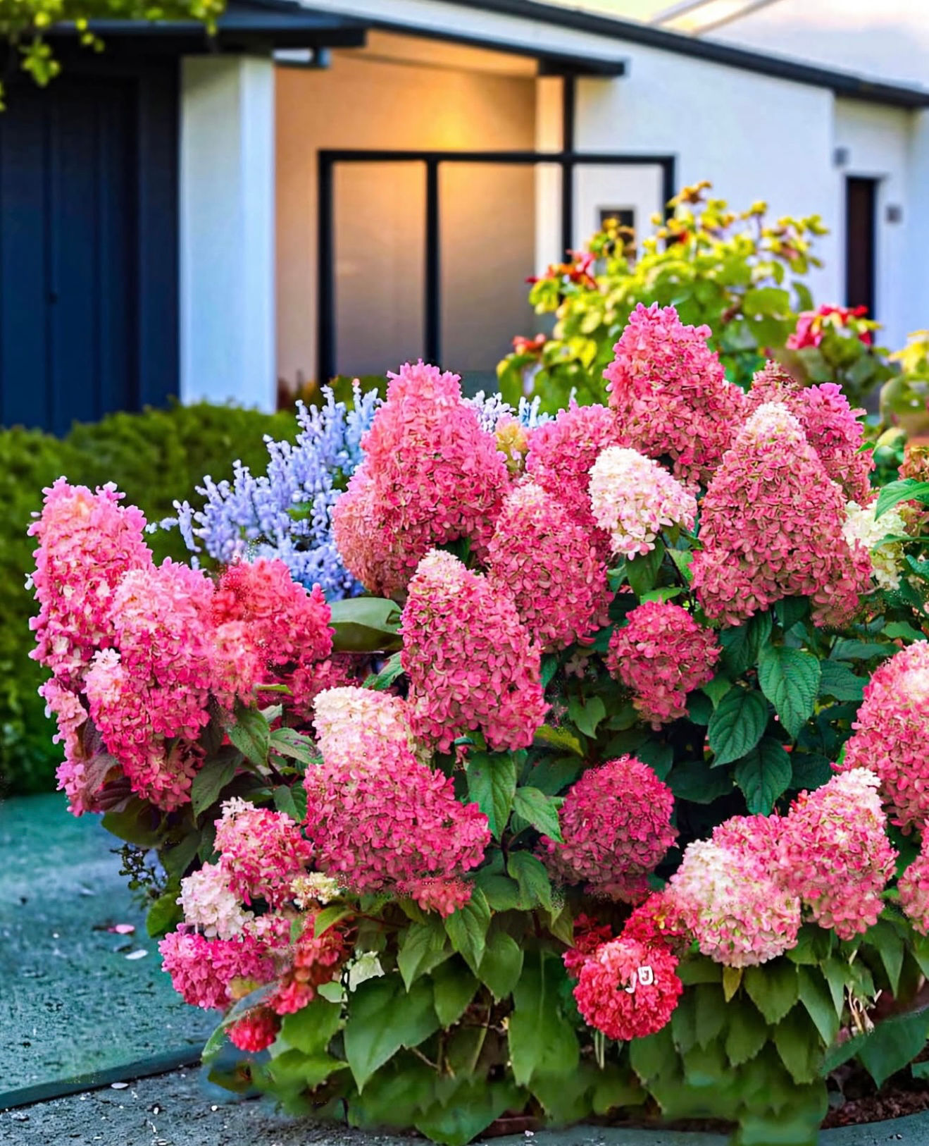 Hortensia Paniculata