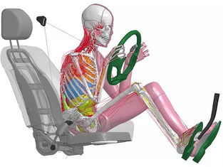 Toyota THUMS Simulation Release, Total Human Model for Safety Version 7