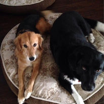 two dogs on dog bed