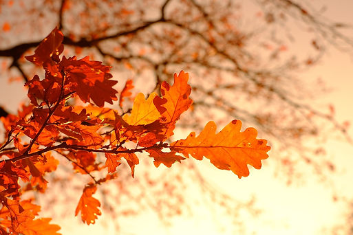 autumn-3851313_1280.jpg
