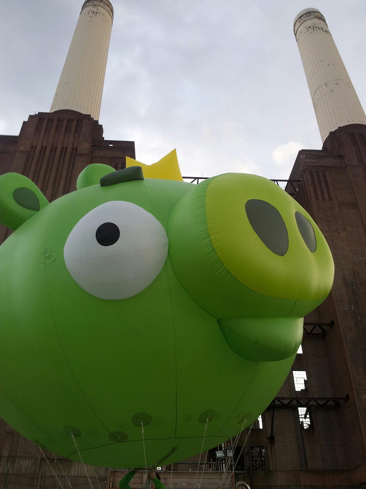 NOVELTY PIG