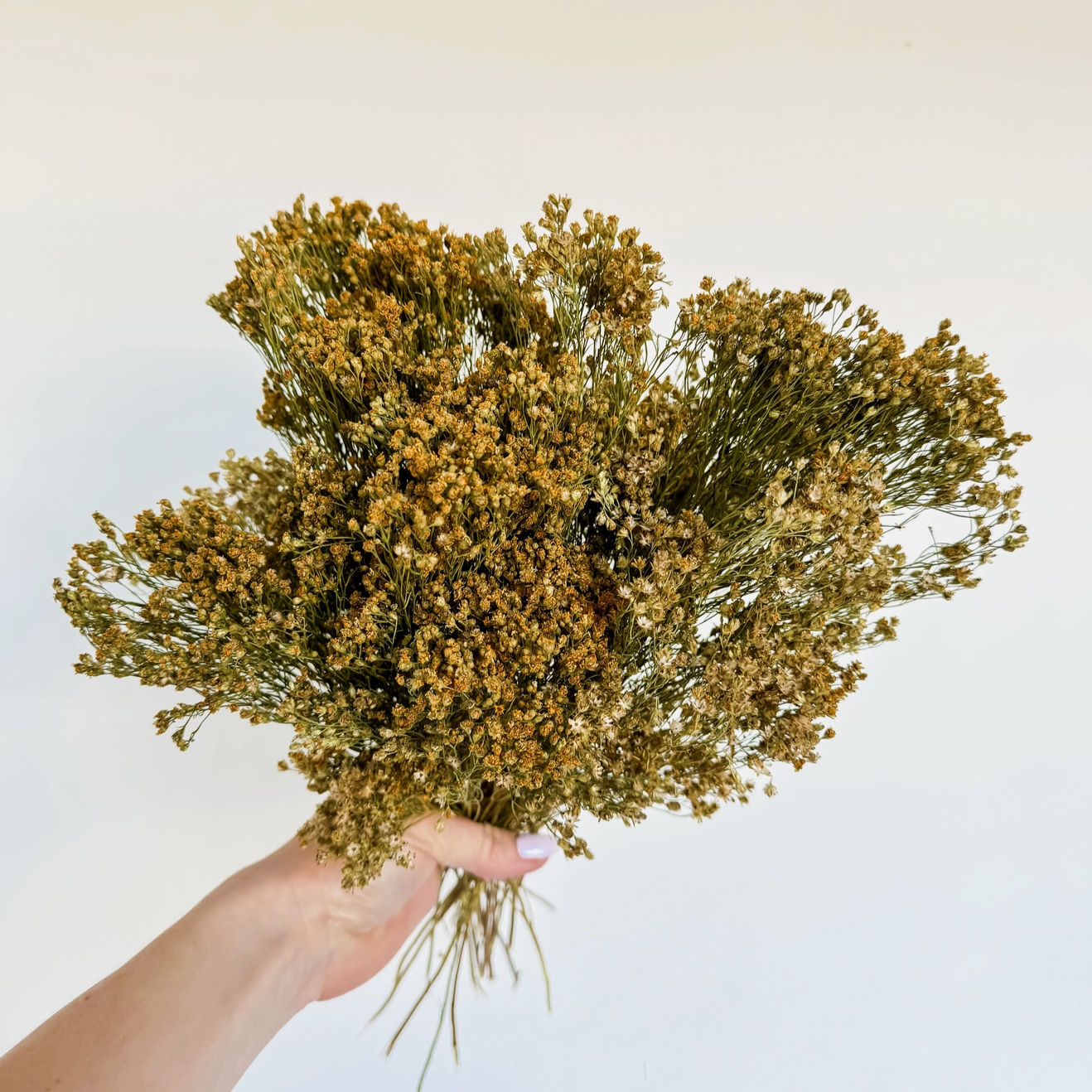 Preserved Broom Bloom