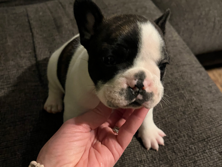 Frenchie Training!!
