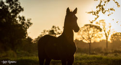 Haras Nevada - MS