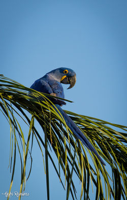 Arara Azul
