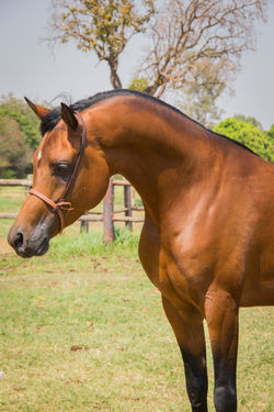 Haras Nevada - MS