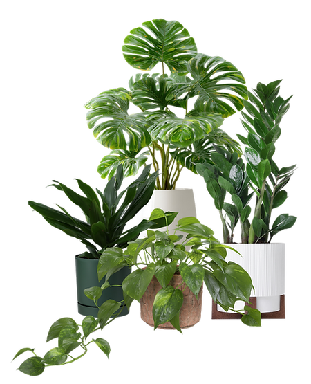 Plant Collection.png