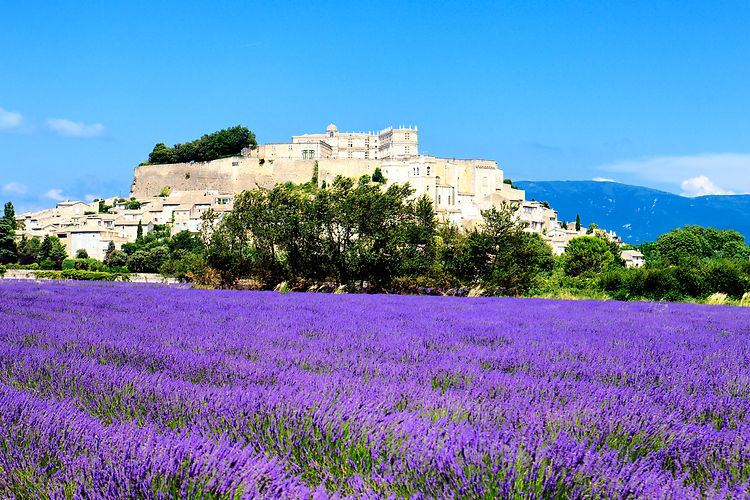 grignan-with-lavender-field-departement-drome-rhone-alpes-france.jpg