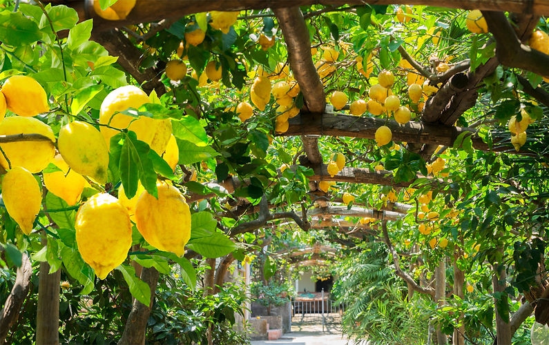 lemon-garden-of-sorrento-2024-10-22-16-28-56-utc.jpg