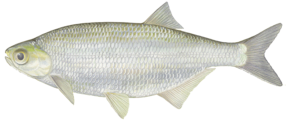 mooneye identifier.gif