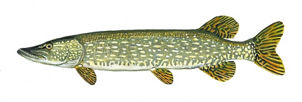 northern pike.png