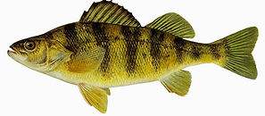 yellow perch.jpg