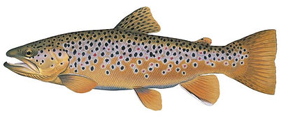 BrownTrout.jpg