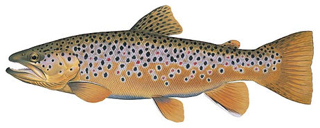 BrownTrout.jpg