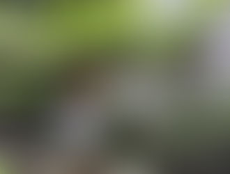 Country Living in Somerville, MA
Custom Built Grape Arbor