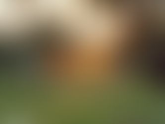 Escape the City, Invest in the Future: Why You Should Consider Buying Converted Farmland in Bangalore