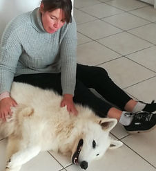 soin énergétique à 1 chien fait par thérapeute pour animaux Stéphanie Laville à Cunèges