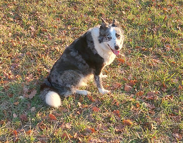 chien assis qui me regarde