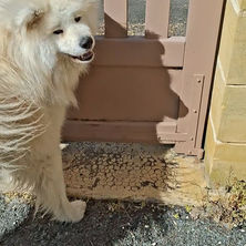 Éducateur canin Bergerac - déconnexion chien réactif portail - connexion humain