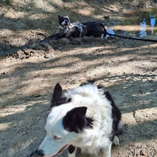 une jeune femelle Staffie de 10 mois apprend le calme, allongée dans la boue à proximité d'un autre chien pendant une séance de rééducation comportementale.