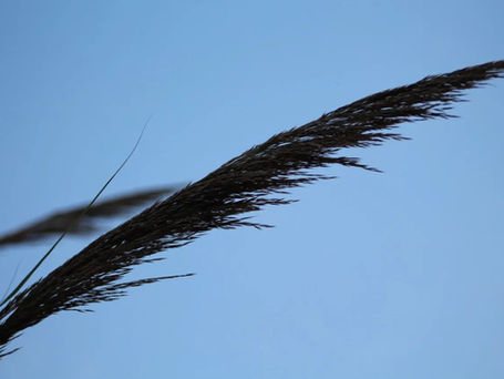 my broken wings.