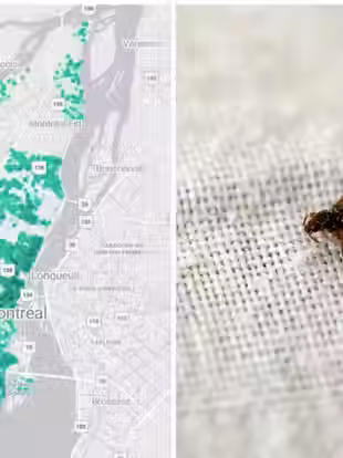 Este mapa te muestra dónde ha habido más infestaciones de chinches en Montreal