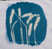 Corn Cyanotype