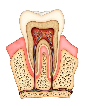 tooth anatomy.webp
