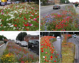 Bee Friendly Planted Verges at New Malden Station and Open Design Call