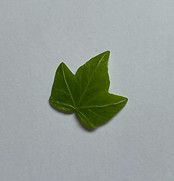 Ivy leaf_edited.jpg