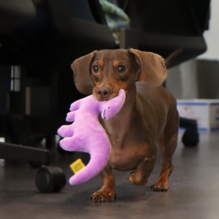 縮圖：Joguman Studio Parasau Doggy Toy 副櫛龍寵物玩具