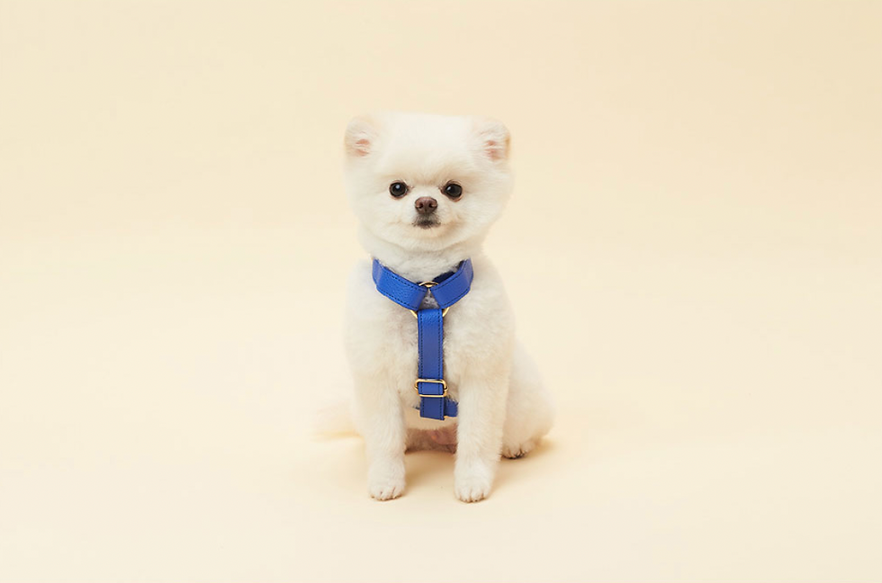 縮圖：Kakao Friends Ryan / Apeach Kakao Friends Pet Face Harness 寵物皮革背帶（S/M）