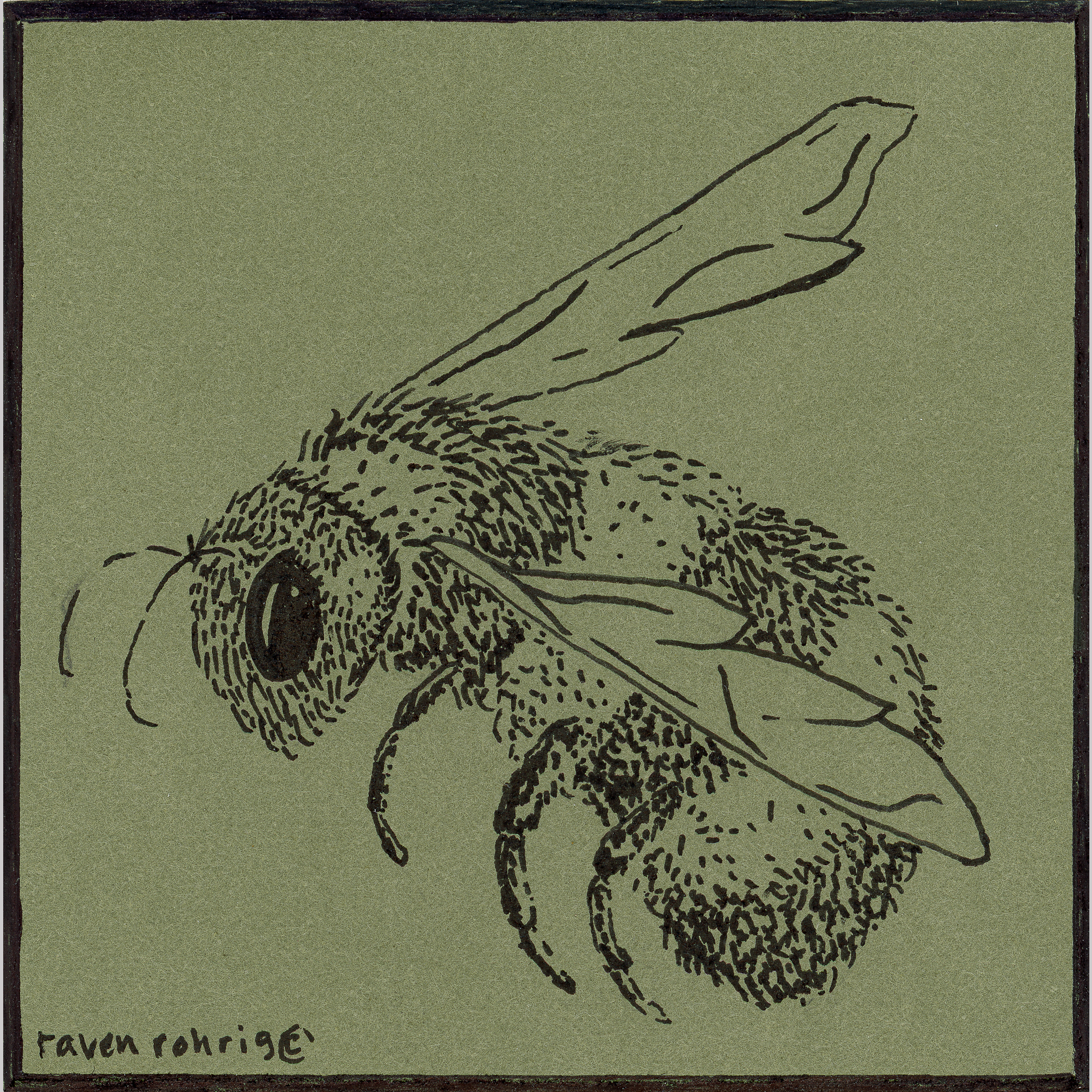 Little Honeybee