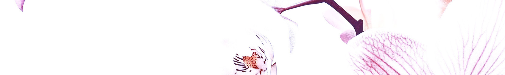 yuvalna_A_dreamy_close-up_photograph_of_