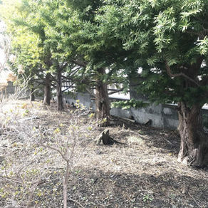 実家の庭木を伐採する|北海道|空師の現場から(番外編)