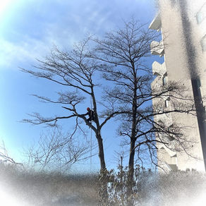 マンションの狭間のミズキ|北海道の冬の高所伐採現場から