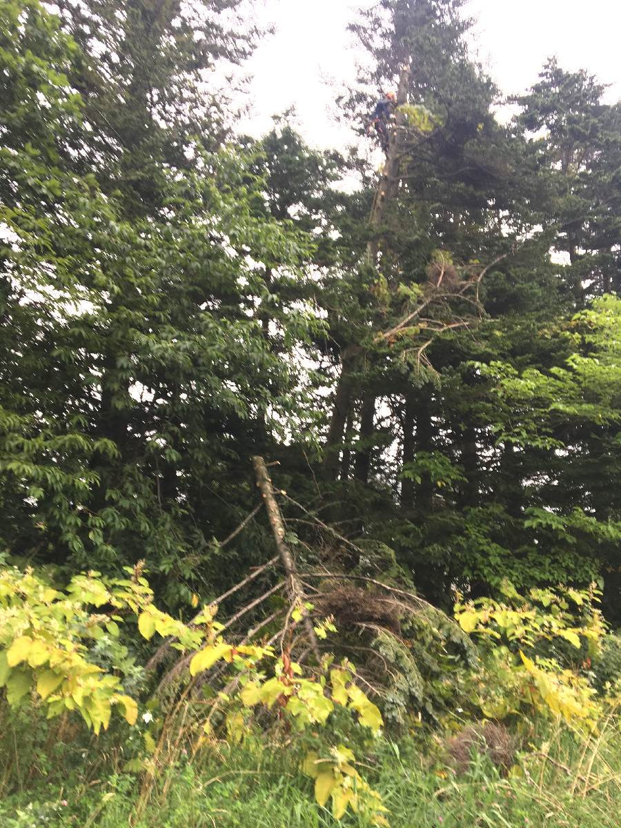 無事、敷地内に落下です