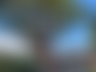 塀のそばの木を伐採中