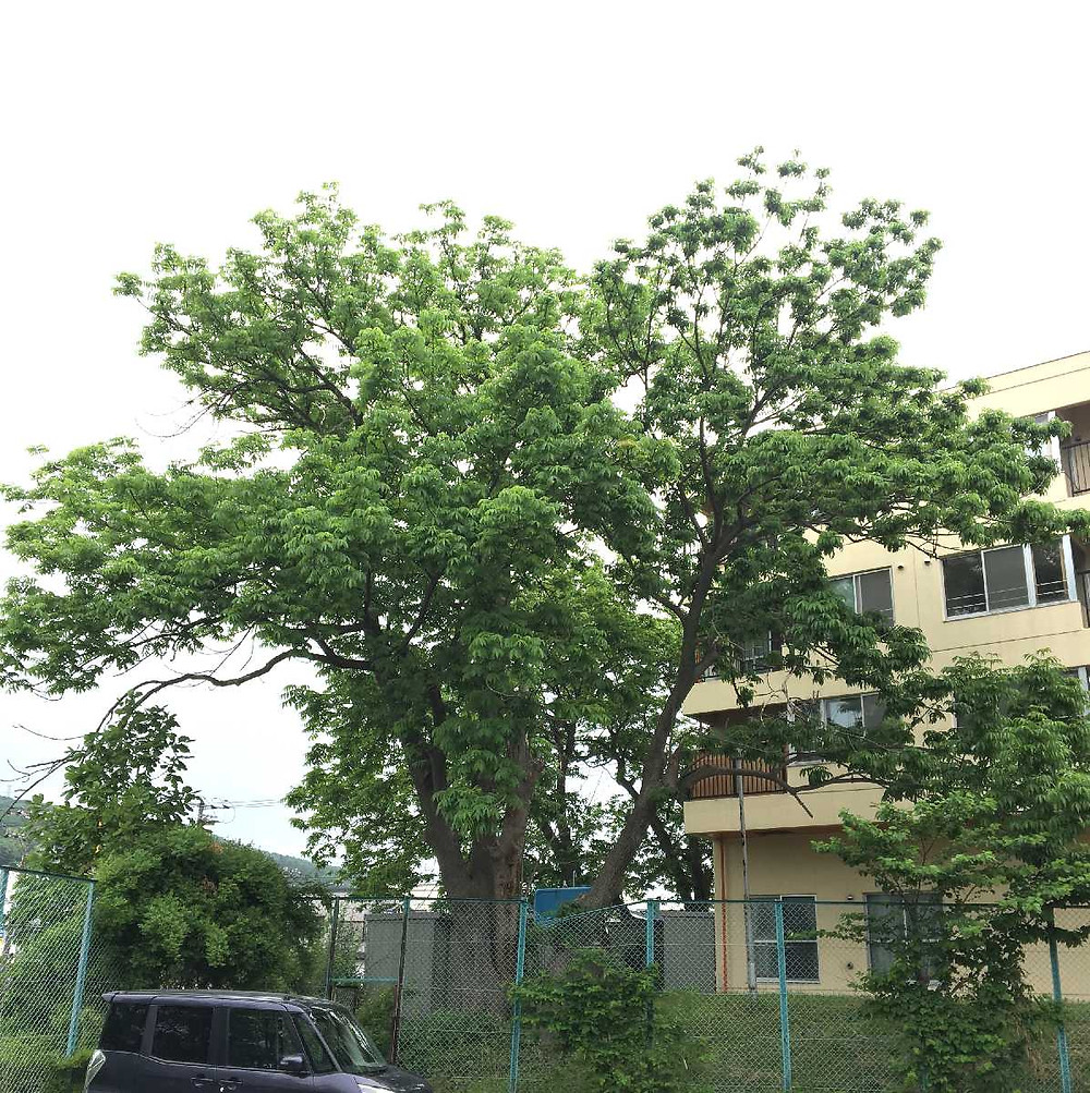 ヤチダモ伐採前