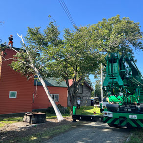 緊急！家に倒れた白樺をクレーンで伐採撤去（岩見沢市）北海道の空師の現場から
